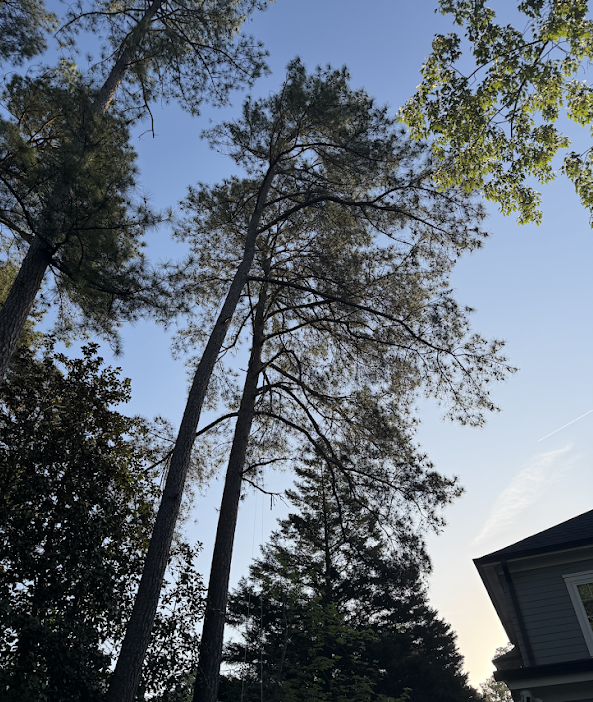 Before photo of large pine trees near a home in Raleigh, North Carolina before professional trimming